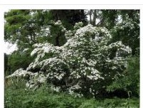 Dogwood