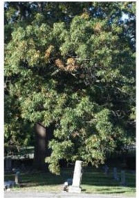 Oak