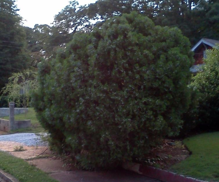 Overgrown shrub blocking a public sidewalk