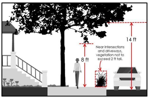 Diagram of required tree canopy clearance near an intersection