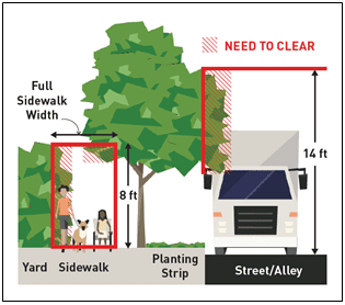 Diagram of required tree canopy clearance over a sidewalk