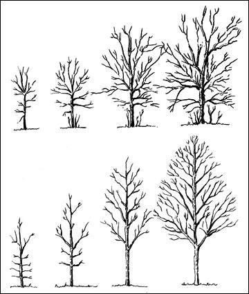 Illustration of proper tree pruning growth stages