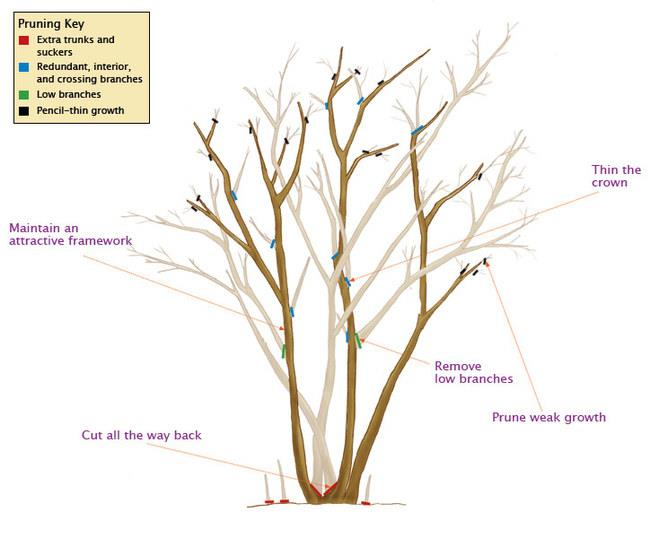 Diagram showing a pruning key for shaping a shrub or small tree