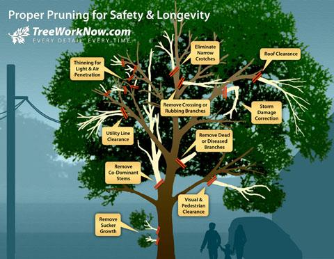 Infographic on proper pruning for tree safety and longevity