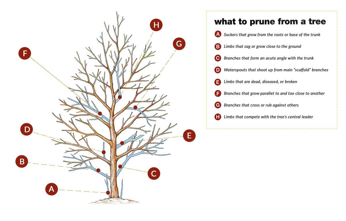 Diagram of what to prune from a tree